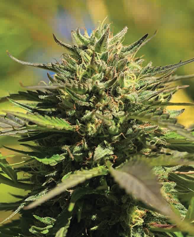 OG Kush: bank product photo, credit alchimiaweb.com, copyright status shown with credit copyright unverified