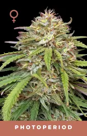 Ed Rosenthal's Super High Life