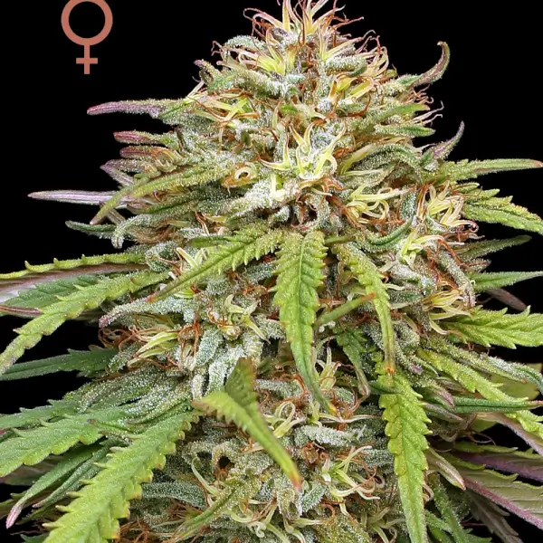 Ed Rosenthal's Super High Life
