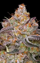 Granny Candy