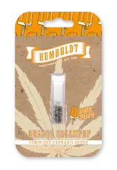 Orange Creampop