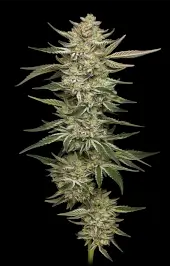 OG Triploid Auto