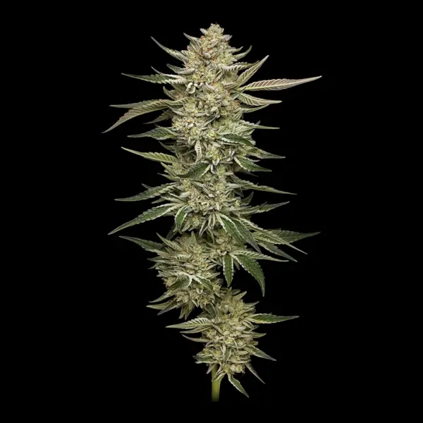 OG Triploid Auto