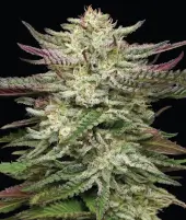 Headband Auto