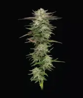 Headband Auto