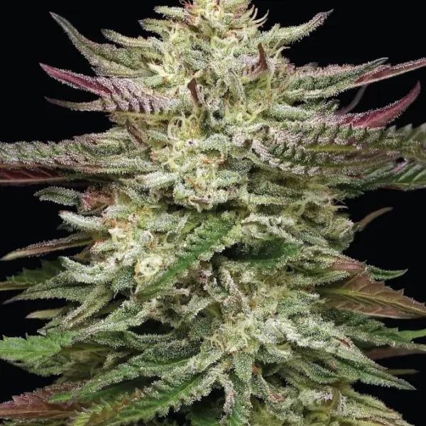 Headband Auto