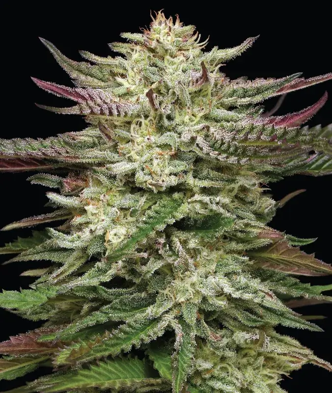 Headband Auto