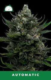 All Gas OG Auto