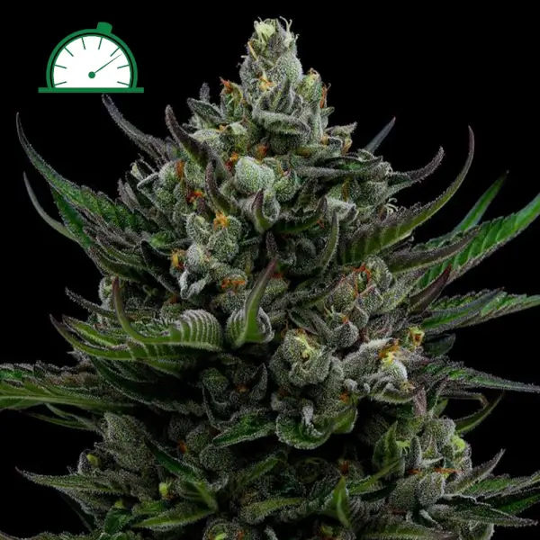 All Gas OG Auto