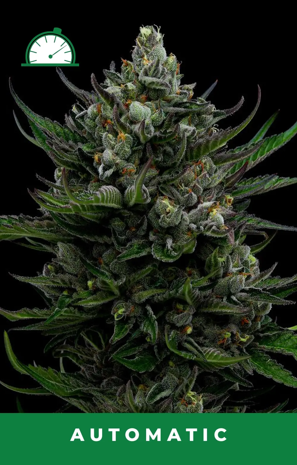 All Gas OG Auto