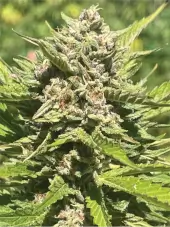 Banana Melt