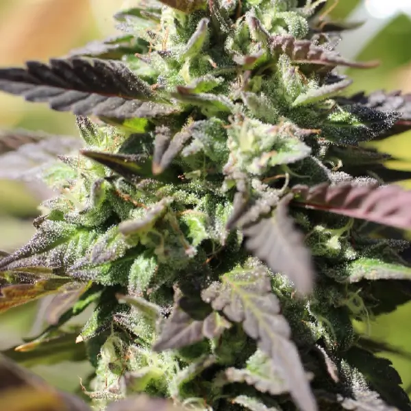Chunkadelic Auto