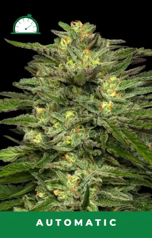 Dream Queen Auto