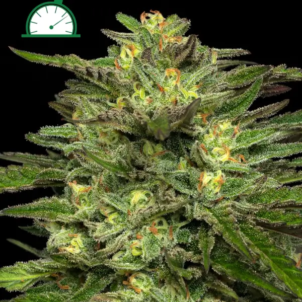 Dream Queen Auto