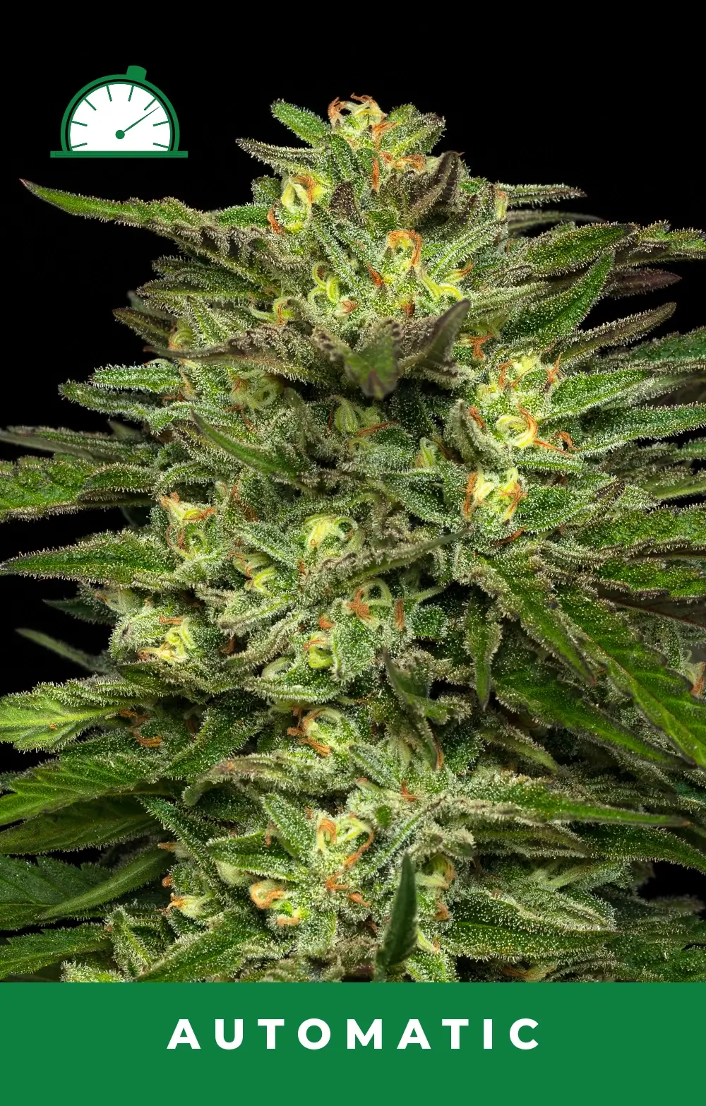 Dream Queen Auto