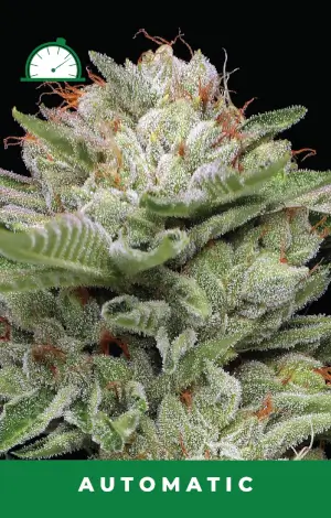 Durban Poison Auto