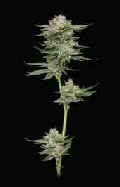 Durban Poison Auto