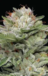 Durban Poison Auto