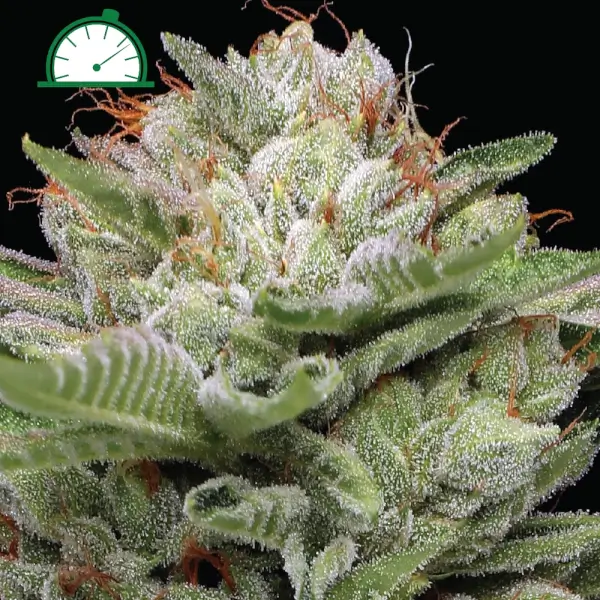 Durban Poison Auto