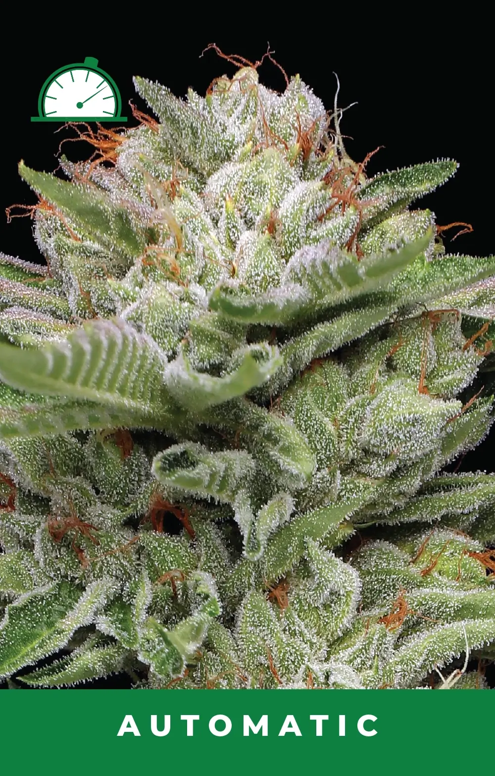 Durban Poison Auto