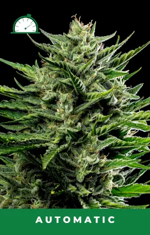 Emerald Fire OG Auto