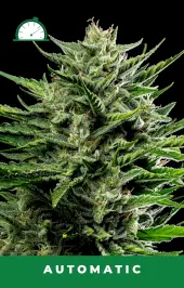 Emerald Fire OG Auto