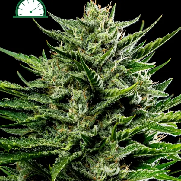 Emerald Fire OG Auto