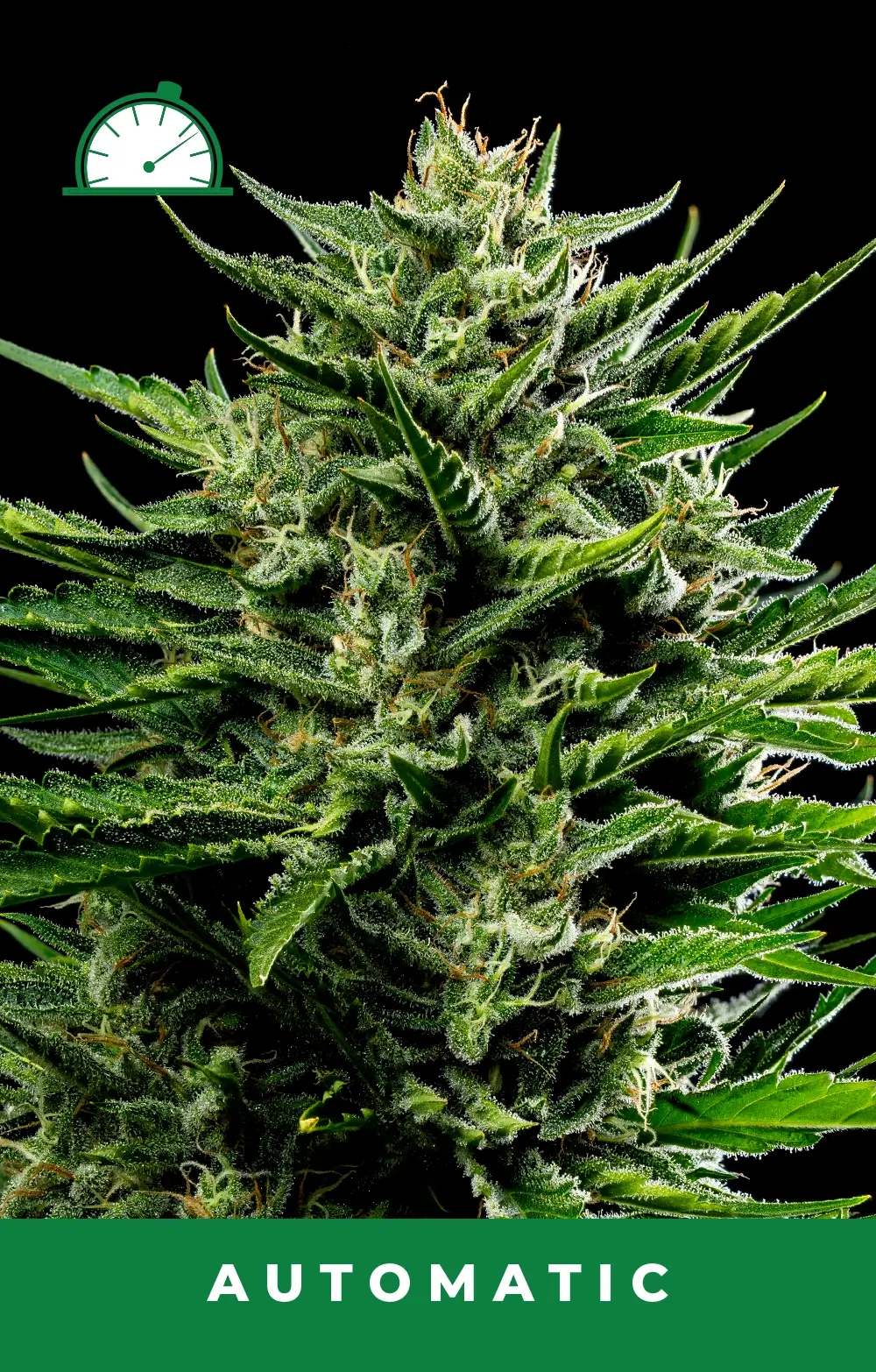 Emerald Fire OG Auto
