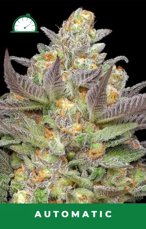 Mint Jelly Auto