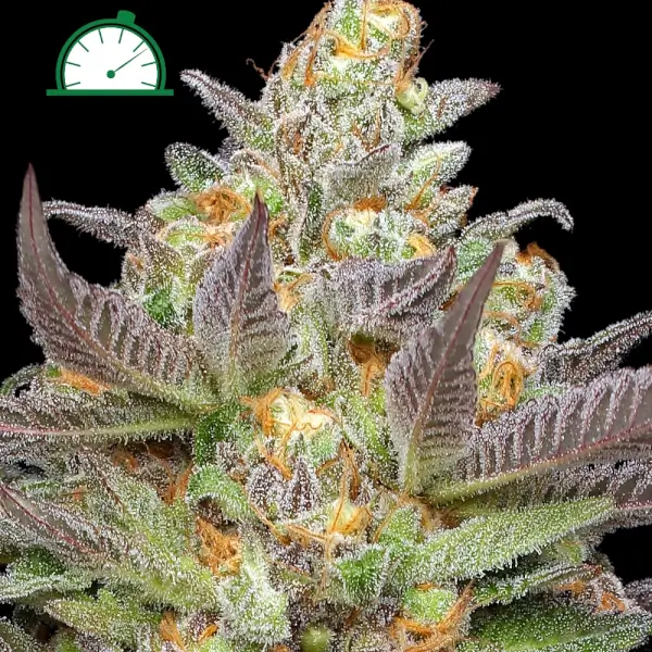 Mint Jelly Auto