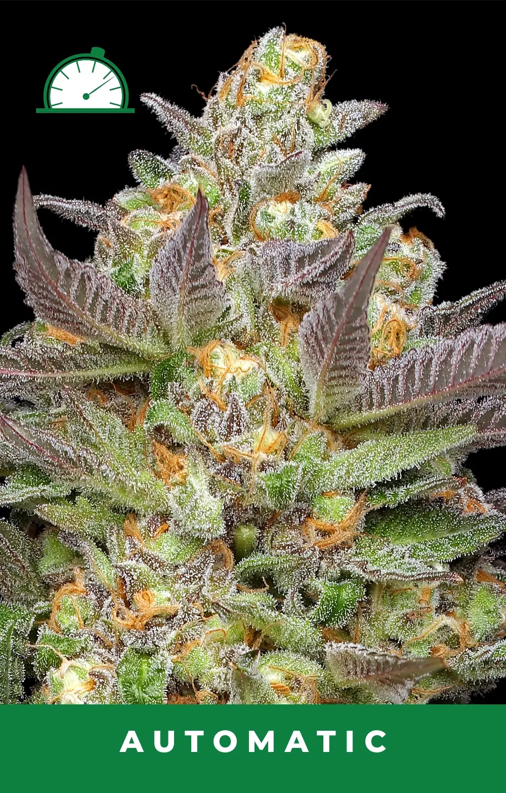 Mint Jelly Auto