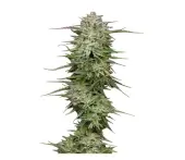 Pound Town Auto