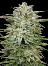 Pound Town Auto