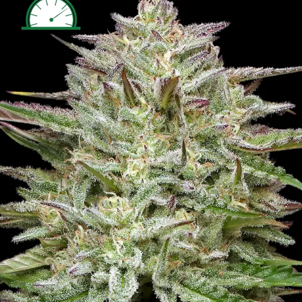 Pound Town Auto