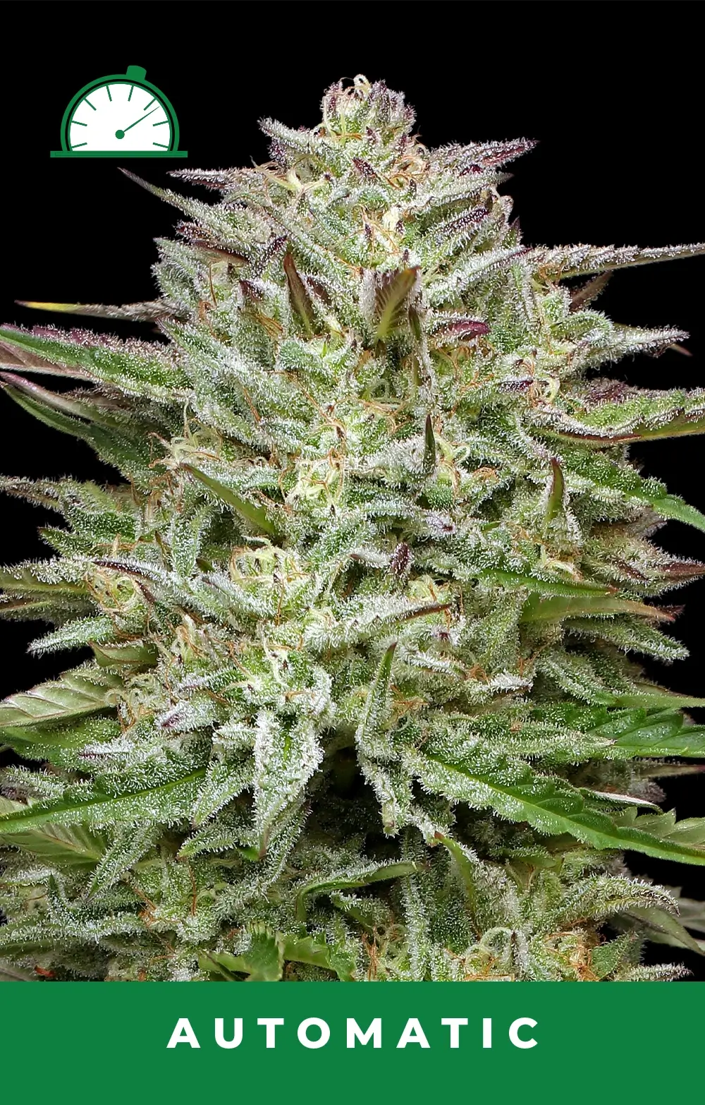 Pound Town Auto