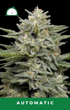 Vanilla Latte Auto