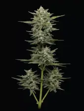 Vanilla Latte Auto