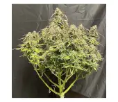 Vanilla Latte Auto