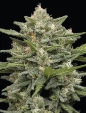 Vanilla Latte Auto