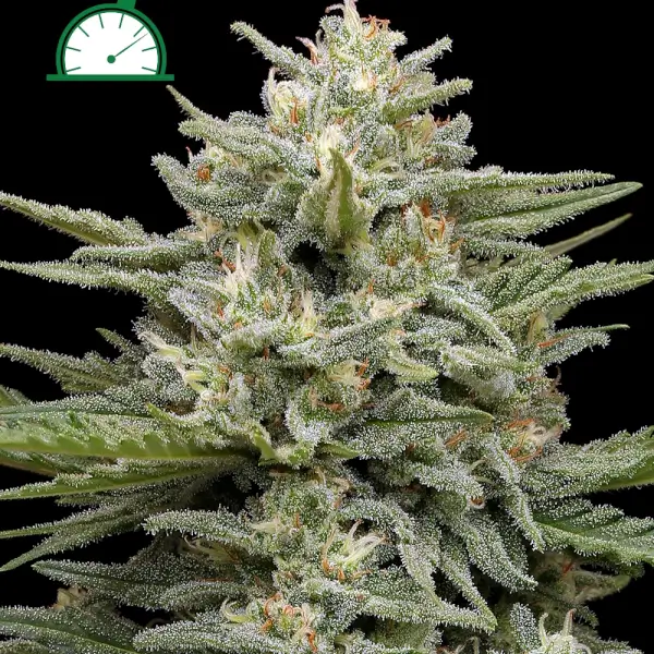 Vanilla Latte Auto