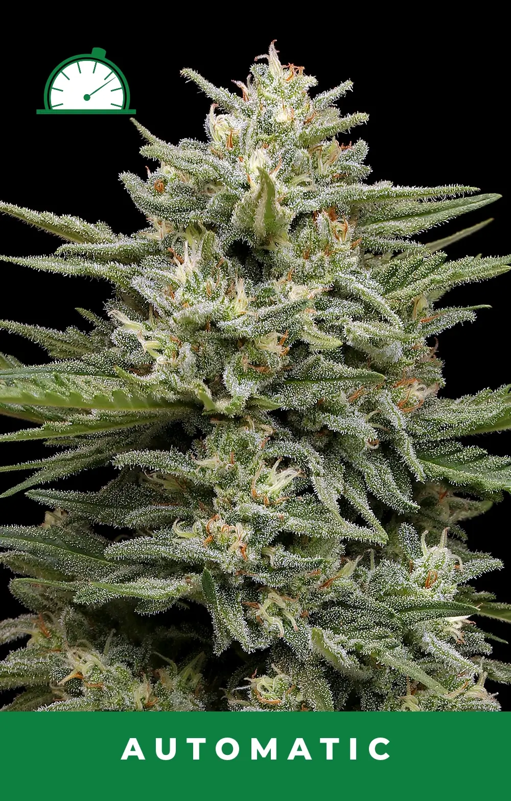 Vanilla Latte Auto