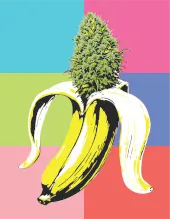 Banana OG