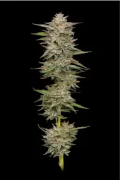Banana OG