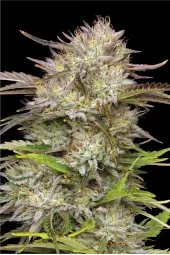 California Haze