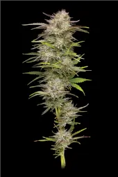 California Haze