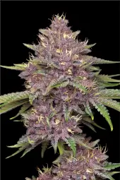 Purpz