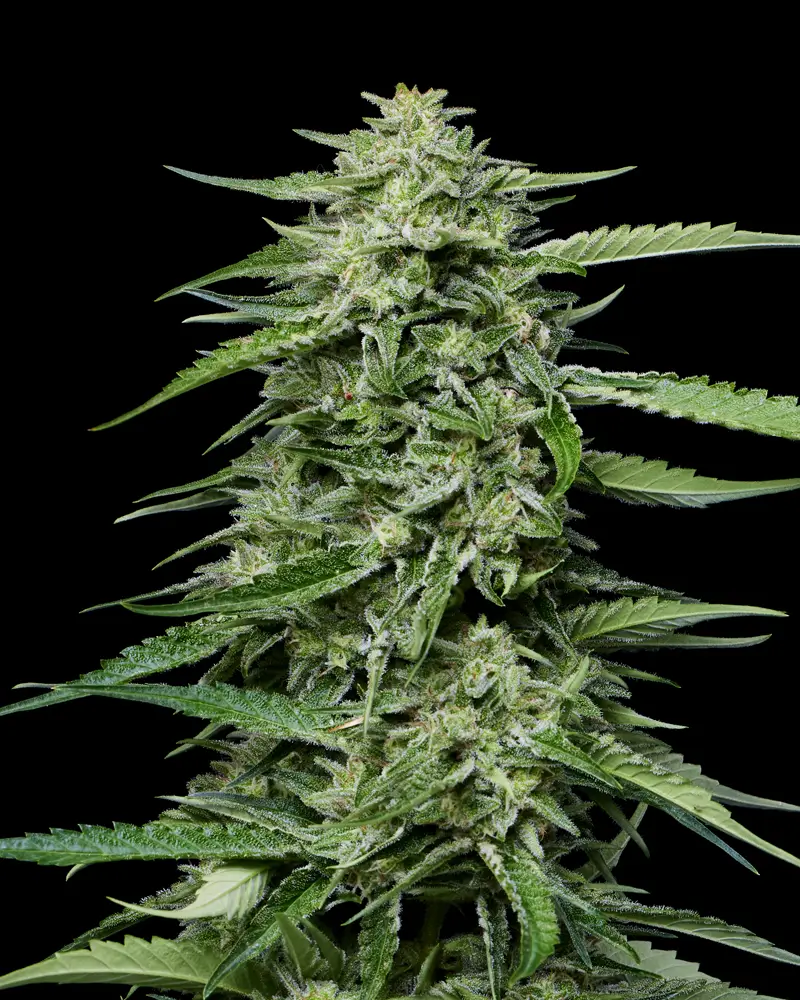 Blueberry Honey
