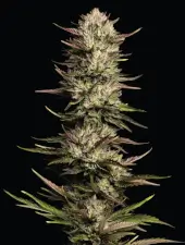 California Octane Triploid