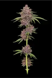 Purpz