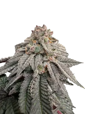 Hash Belt